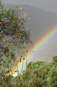 Rainbow through olive trees
